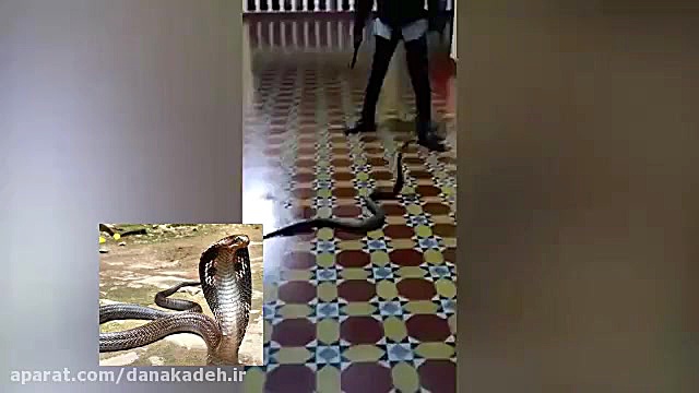 مار کبری خطرناک در دستشویی