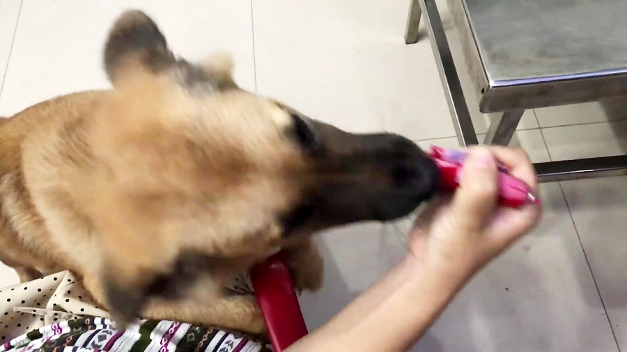 توله سگ سوسیس دوست !