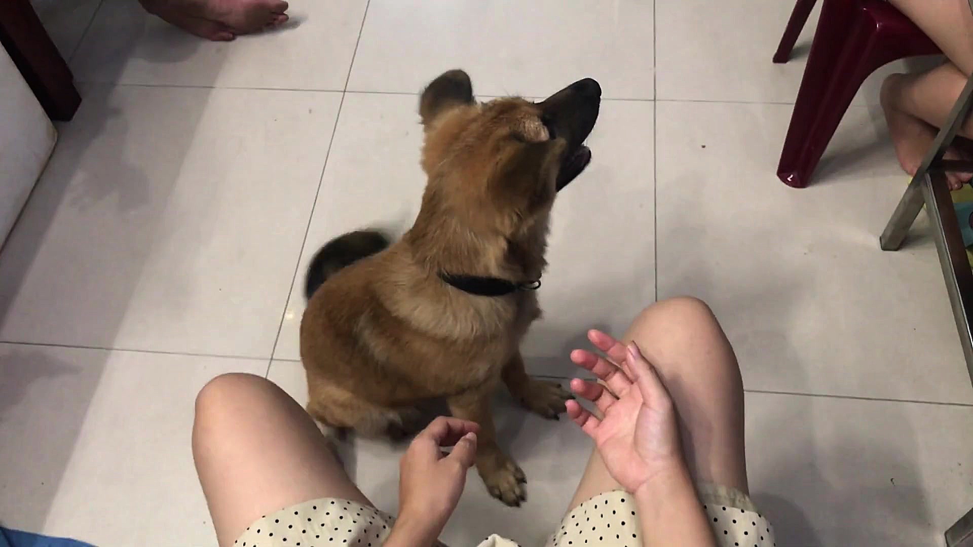 توله سگ سوسیس دوست !