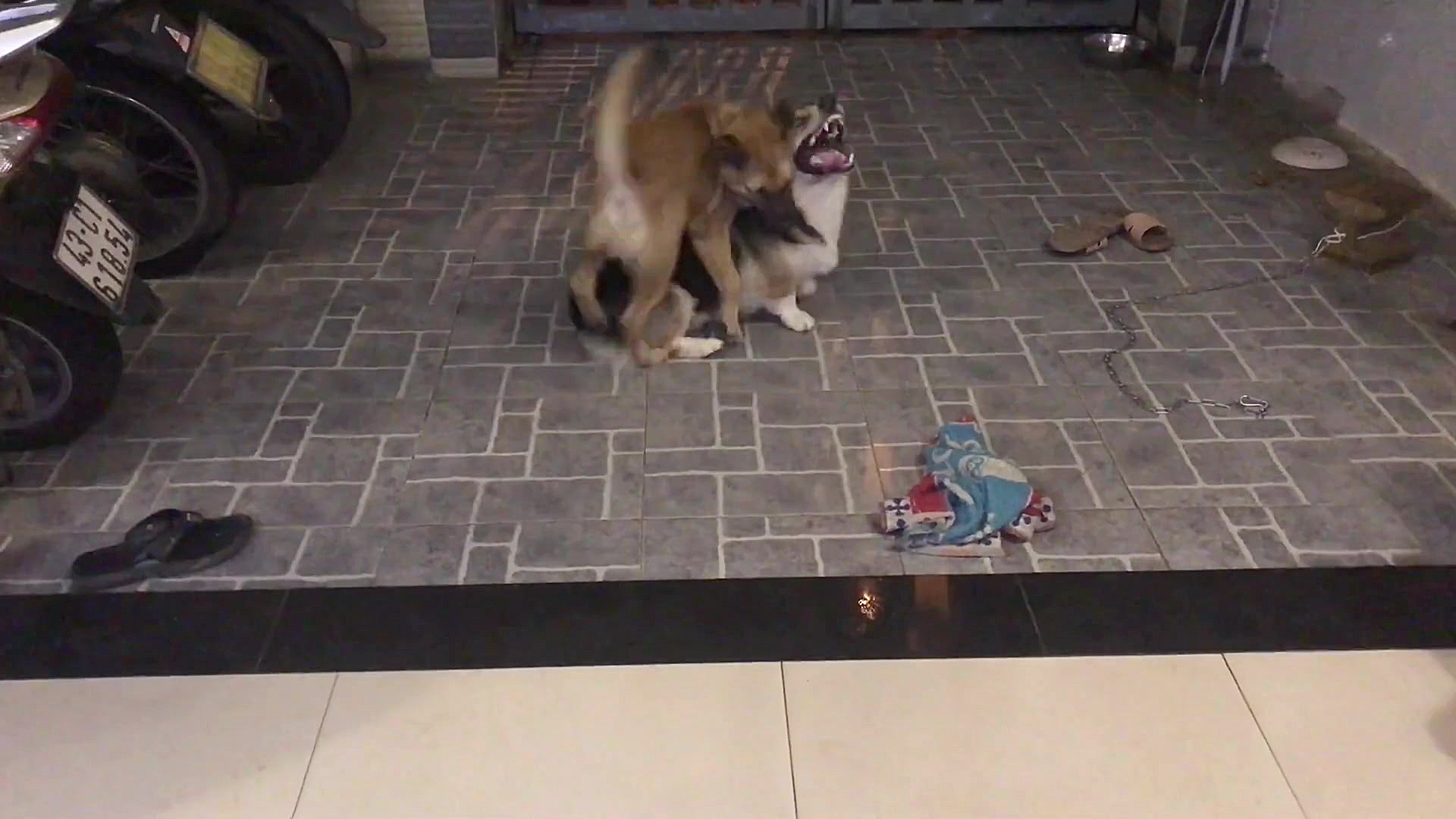 بازی کردن و شادی خنده دار توله...