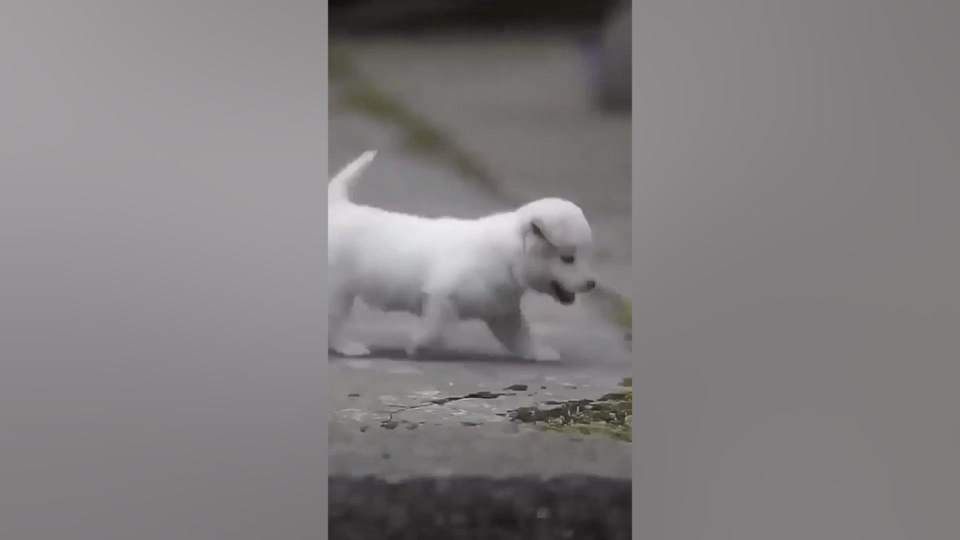 توله سگ های شاد ، زیبا و دوست...