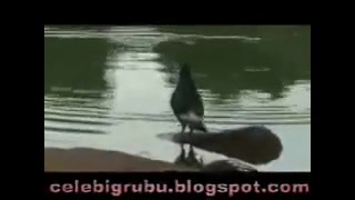 لاک پشت گوشتخوار !!