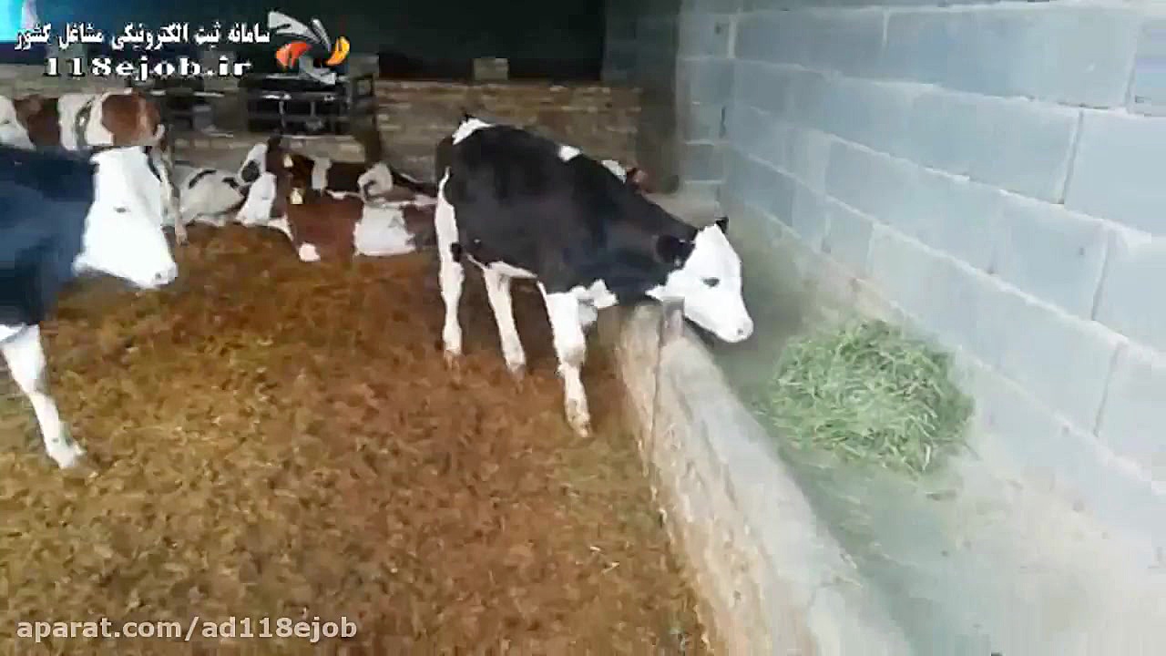 خرید و فروش گاو گوساله قزل در...