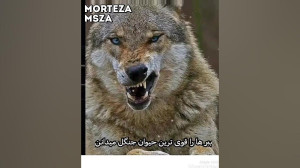 کلیپ زیبا  با گرگ بازی کردن ته...