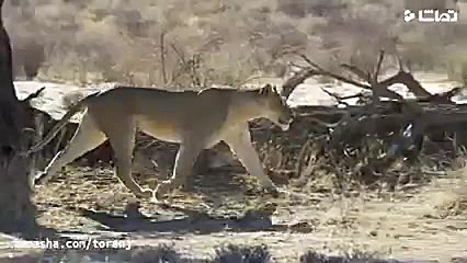 ماجراجویی در قلب حیات وحش آفری...