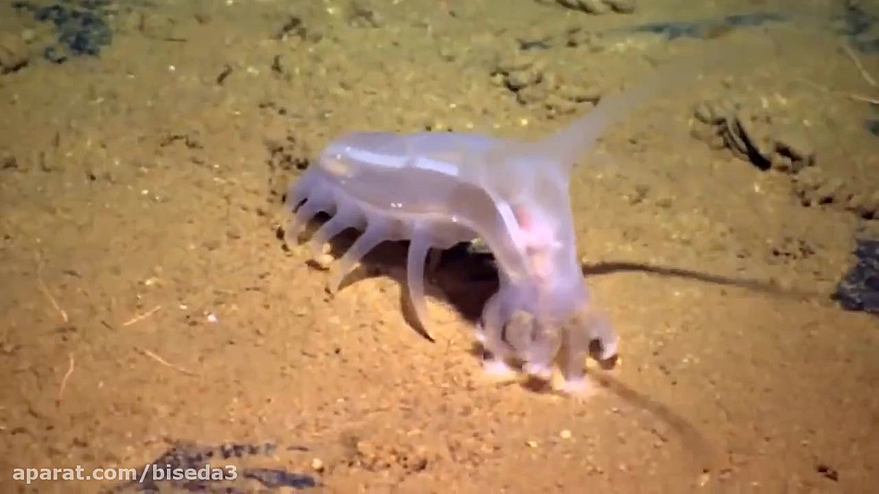 10 حیوانات ترسناک که نمی خواهی...