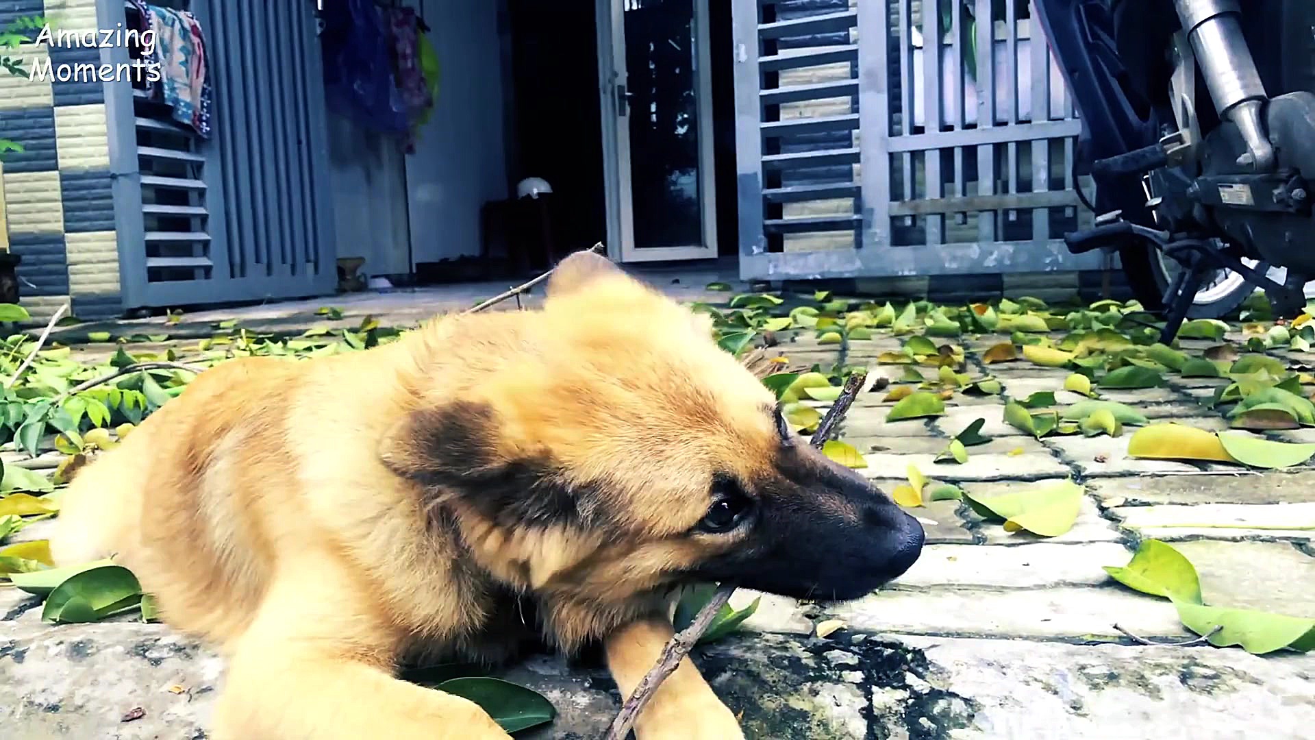 توله سگ من شاخه درخت را خورد !