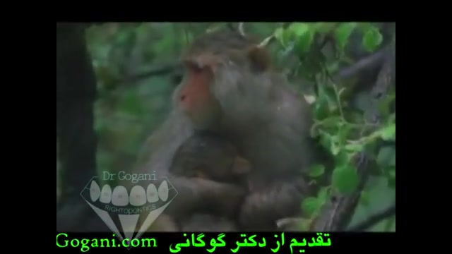 در تقبیح تنبیه بدنی