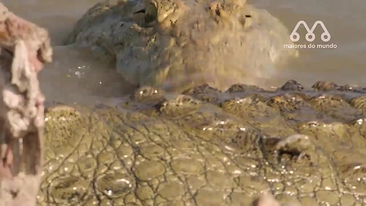 شیرها مقابل کروکودیل | وقتی شی...