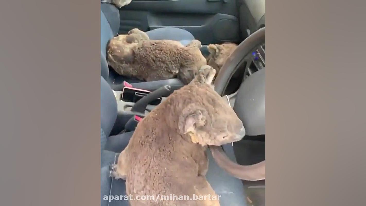 نجات و پناه دادن به کوالاهای ب...