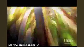 عجیب ترین و غول پیکر ترین حلزو...