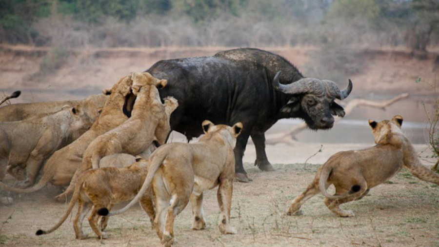 آخر هفته با گربه های بزرگ  قسم...