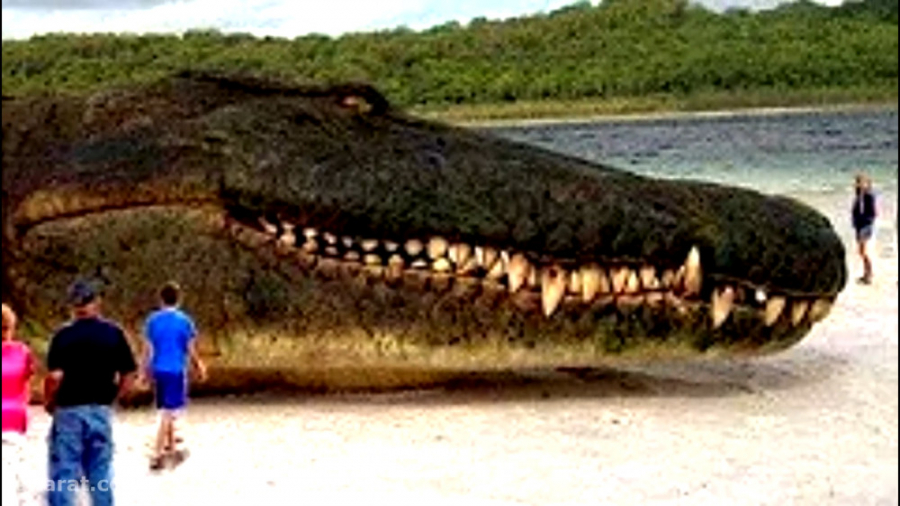 10 بزرگترین حیوانات در جهان