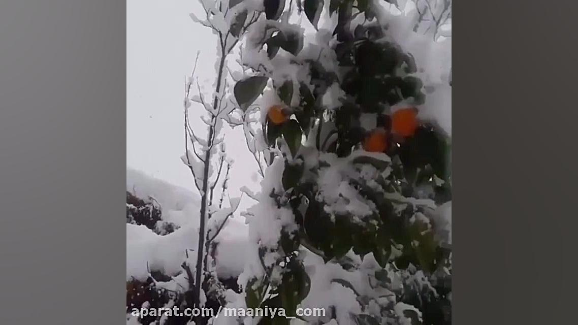 زمستون کجای شمال بریم؟