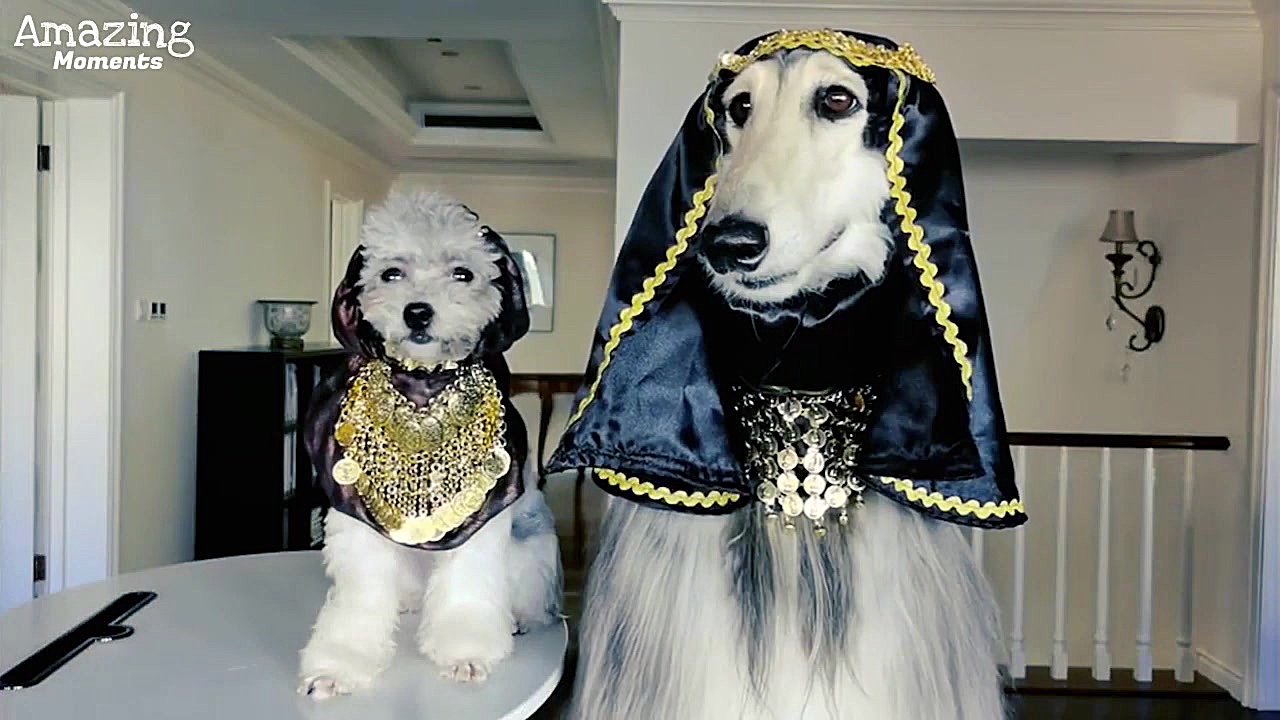 مو قشنگ ترین سگ در تمام دنیا !