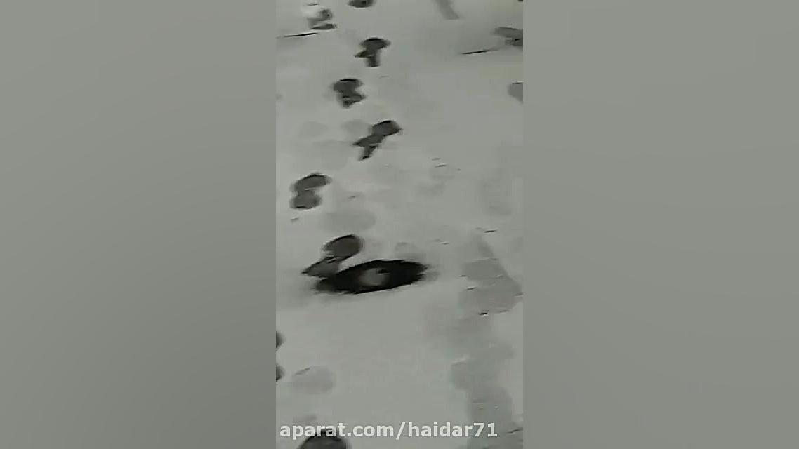 بارش برف در شهر پیامبر (ص) مدی...