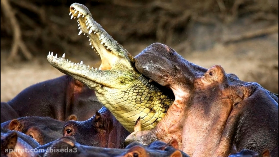 10 حیواناتی که از یکدیگر متنفر...