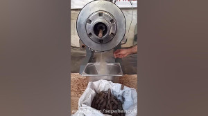 روغن گیری از کنجد