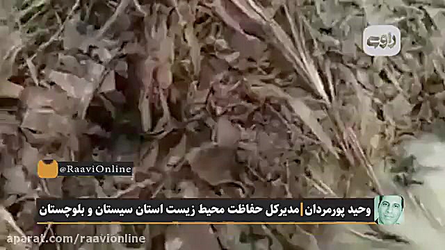 سیل گاندوها را از زیستگاه خود...