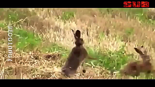 صحنه‌ای شگفت انگیز از درگیری د...