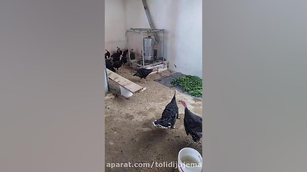 پرورش بوقلمون.جوجه بوقلمون