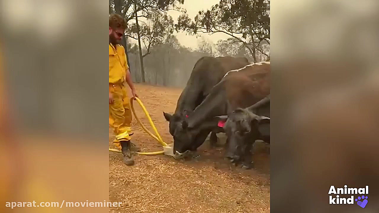 نجات حیوانات از آتش سوزی جنگل...