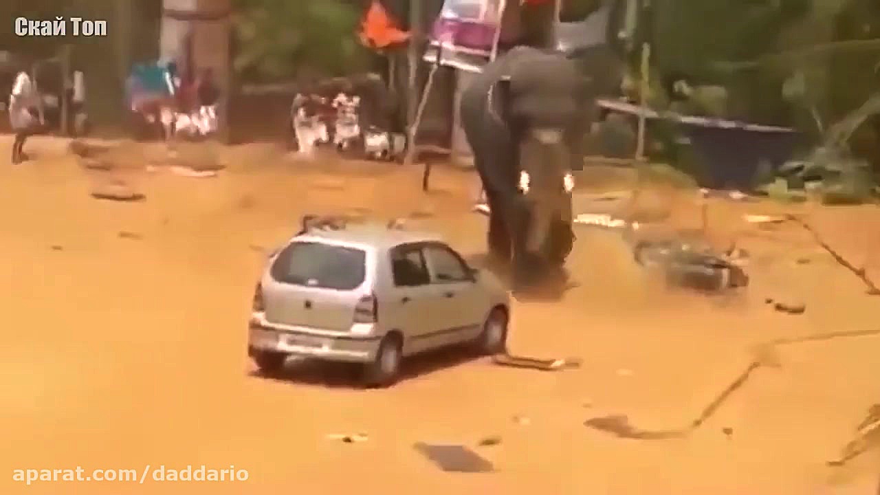 حمله وحشیانه فیل و کرگدن و سای...