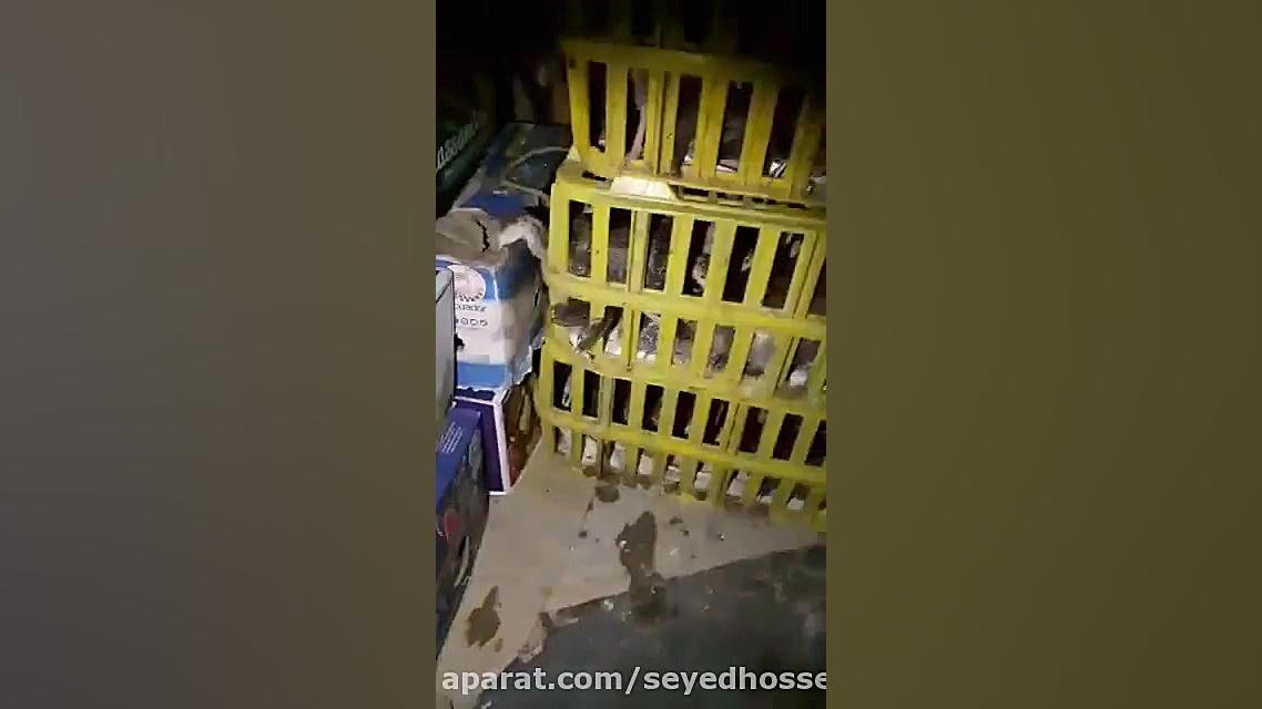 پرورش بوقلمون 3