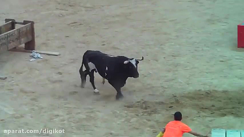 خطرناک ترین مسابقه گاوبازی مات...