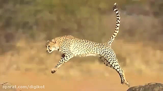 10 تا از سریعترین حیوانات در ج...