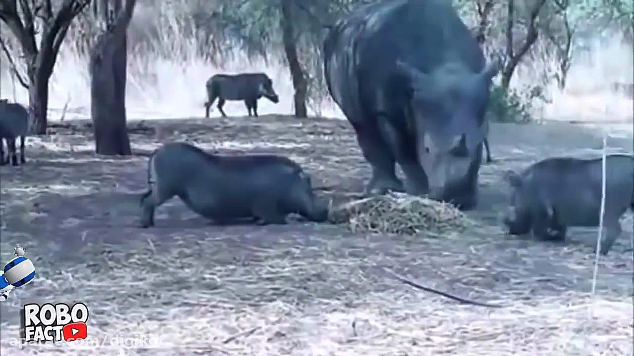 سهمگین ترین حمله های کرگدن