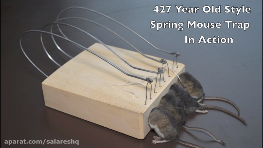 اعدام دسته جمعی موش های بخت بر...