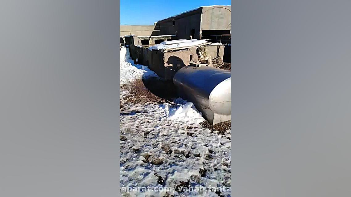 توله سگ های کوچولو