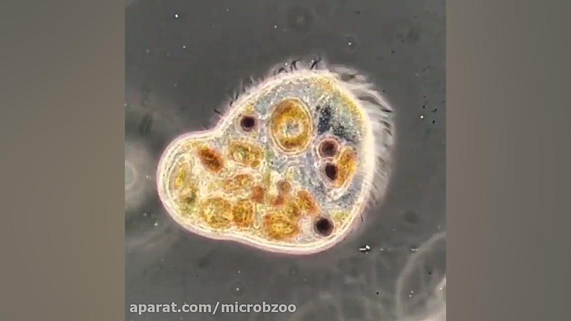 آغازیان تک یاخته ۱