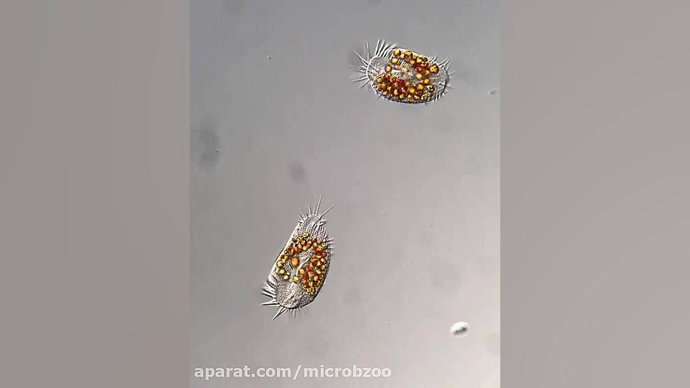 آغازیان تک یاخته ۲