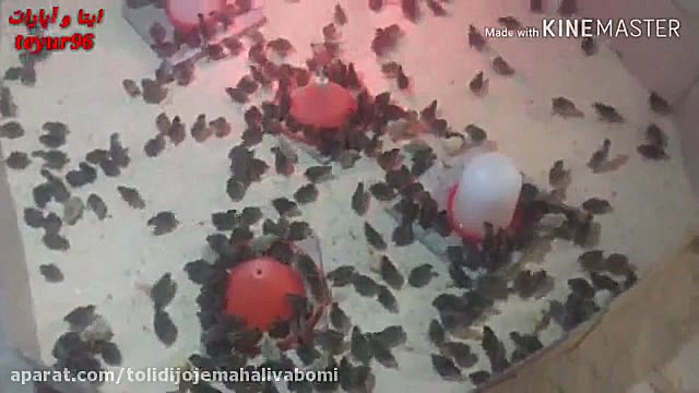 پرورش جوجه بلدرچین.پرورش بلدرچ...