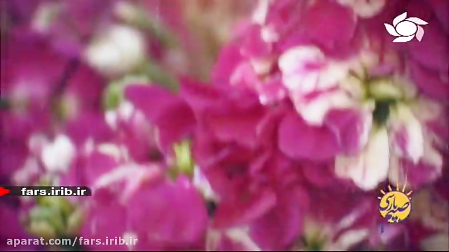 ترانه محلی شیرازی &quot; فال ح...