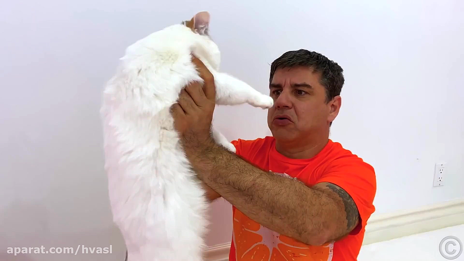 ناستیا استیسی پرنسس خانم و ملو...