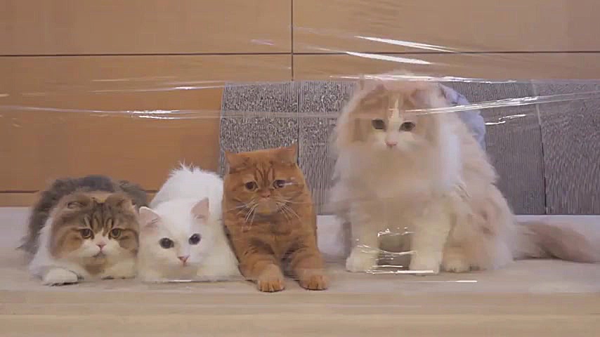 فرق گربه های باهوش و خنگ