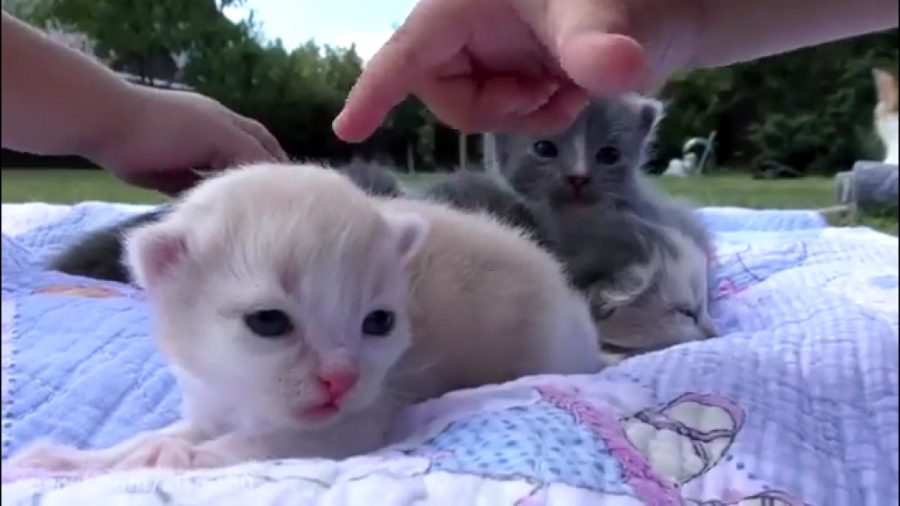 بازی دیانا و روما... بازی دیان...