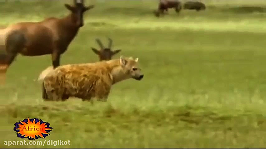 زنده خواری دردناک شکار توسط کف...