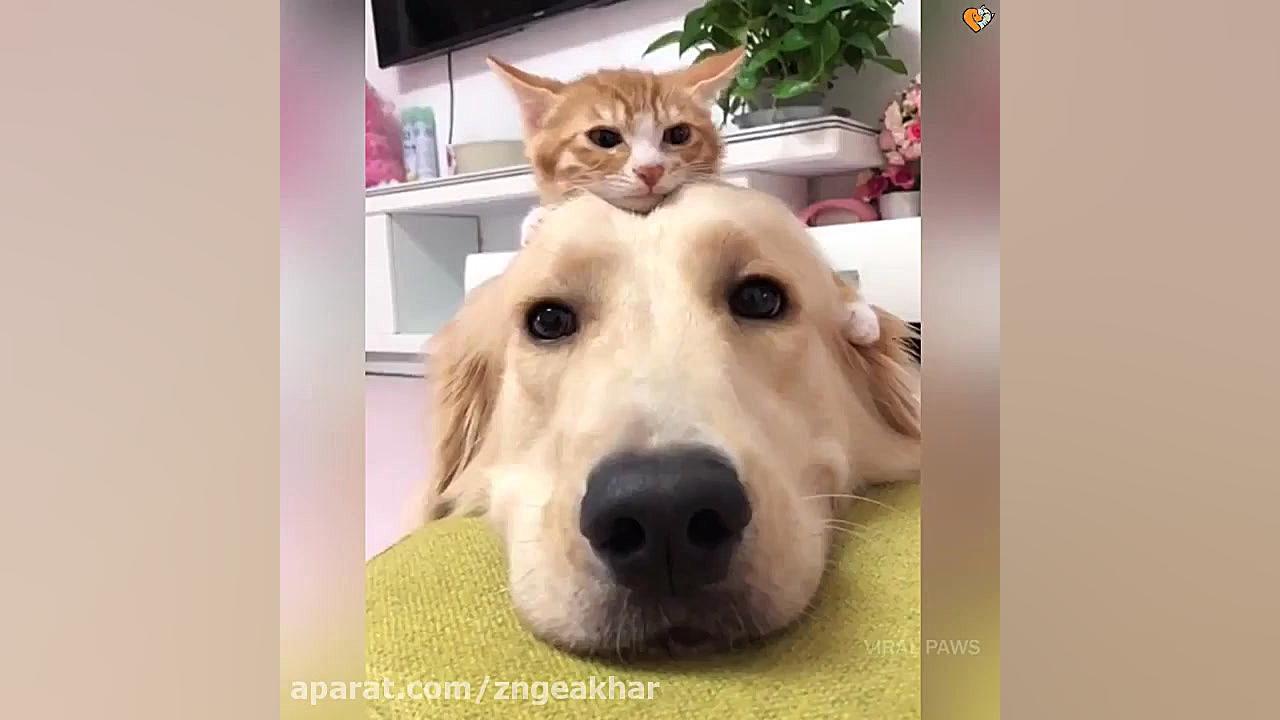 دوستی سگ و گربه