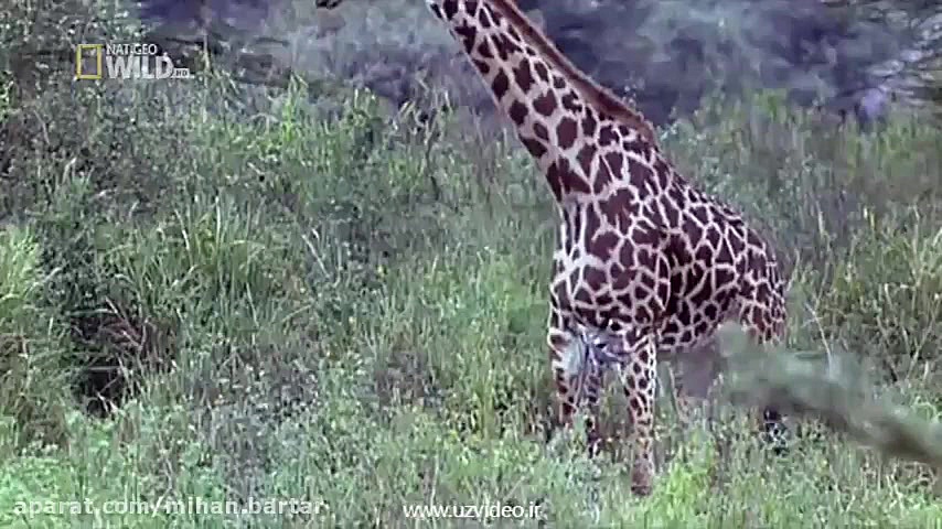 حیات وحش  دشت های آفریقا