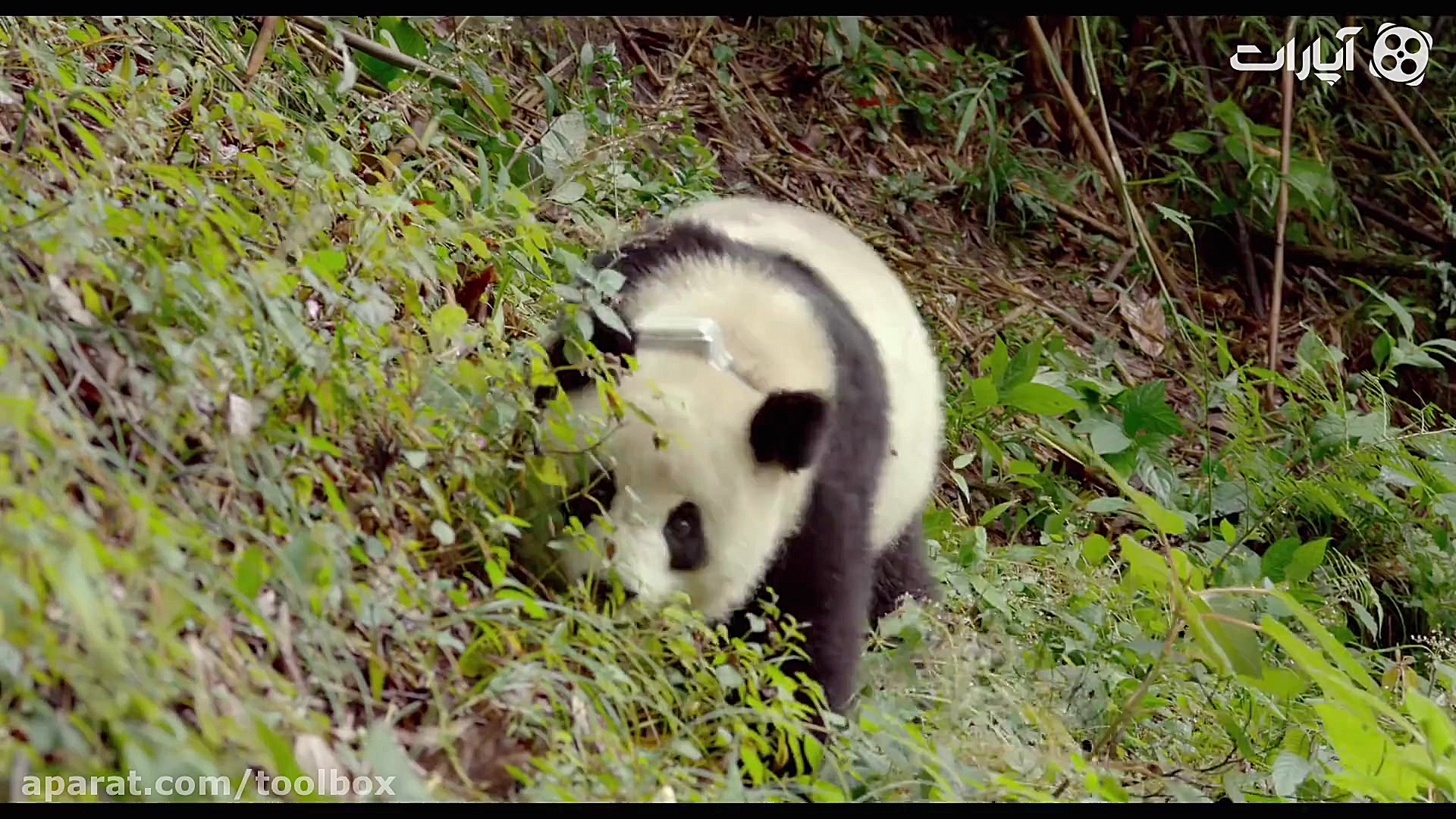 داستان پانداها کریستین بل