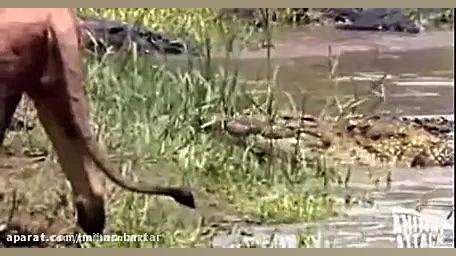 درگیری و جدال شیر نر با کروکود...