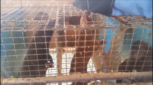 کشتن 900 موش بیچاره با سگ و را...