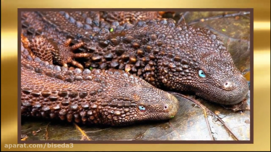 10 حیوان بی نظیر که باور نمی ک...