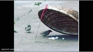 تصویر زیبایی که مانع از شکار گ...