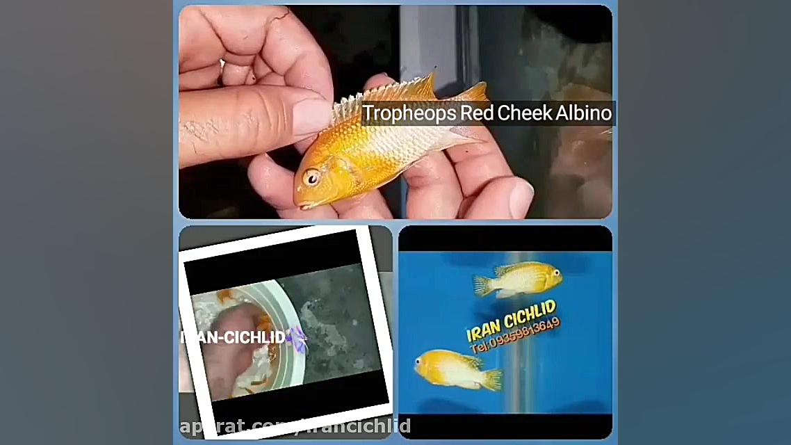 معرفی بخشی از گونه های موجود ف...