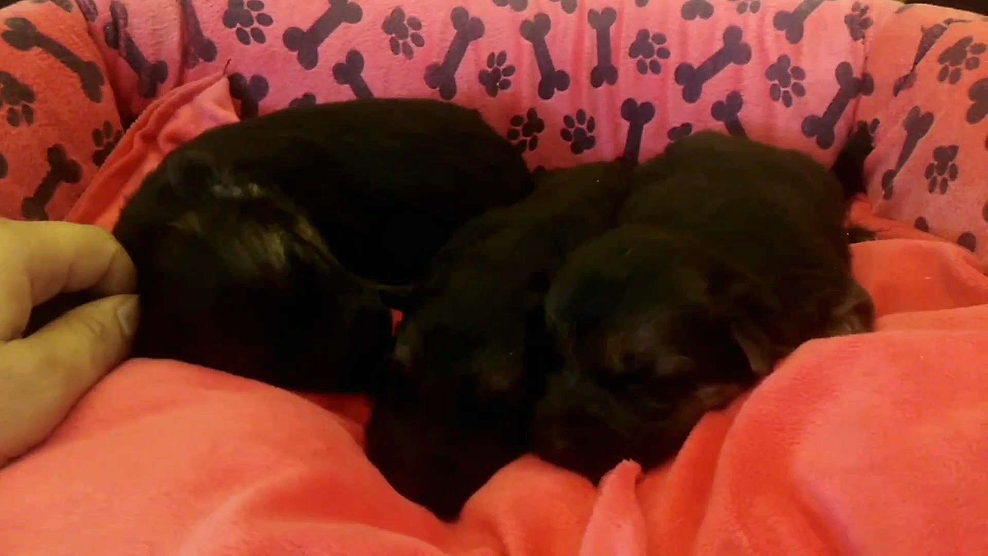 توله سگ ژرمن شپرد